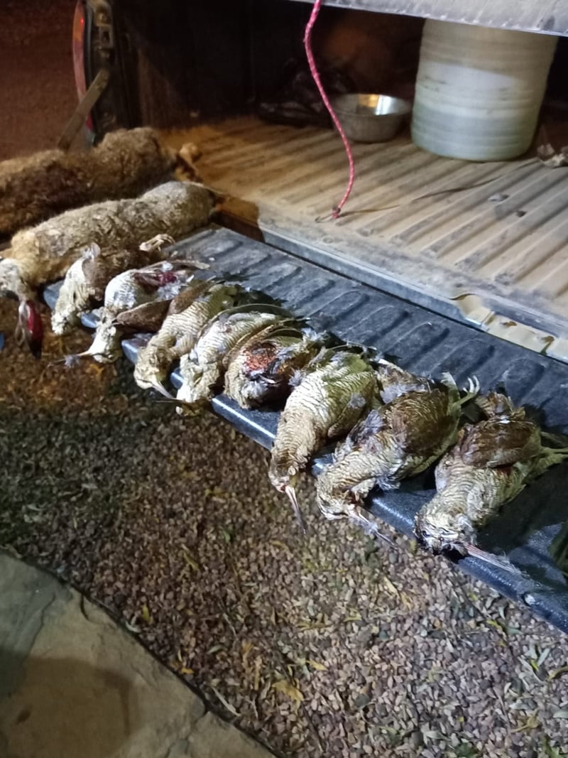 AlbaClub caccia in Romania beccaccia oche anatre tortore quaglie allodole mista stanziale