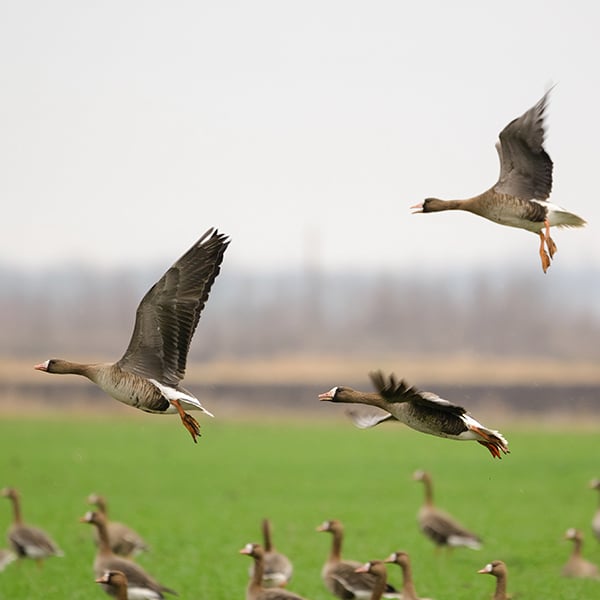 AlbaClub caccia in Romania beccaccia oche anatre tortore quaglie allodole mista stanziale